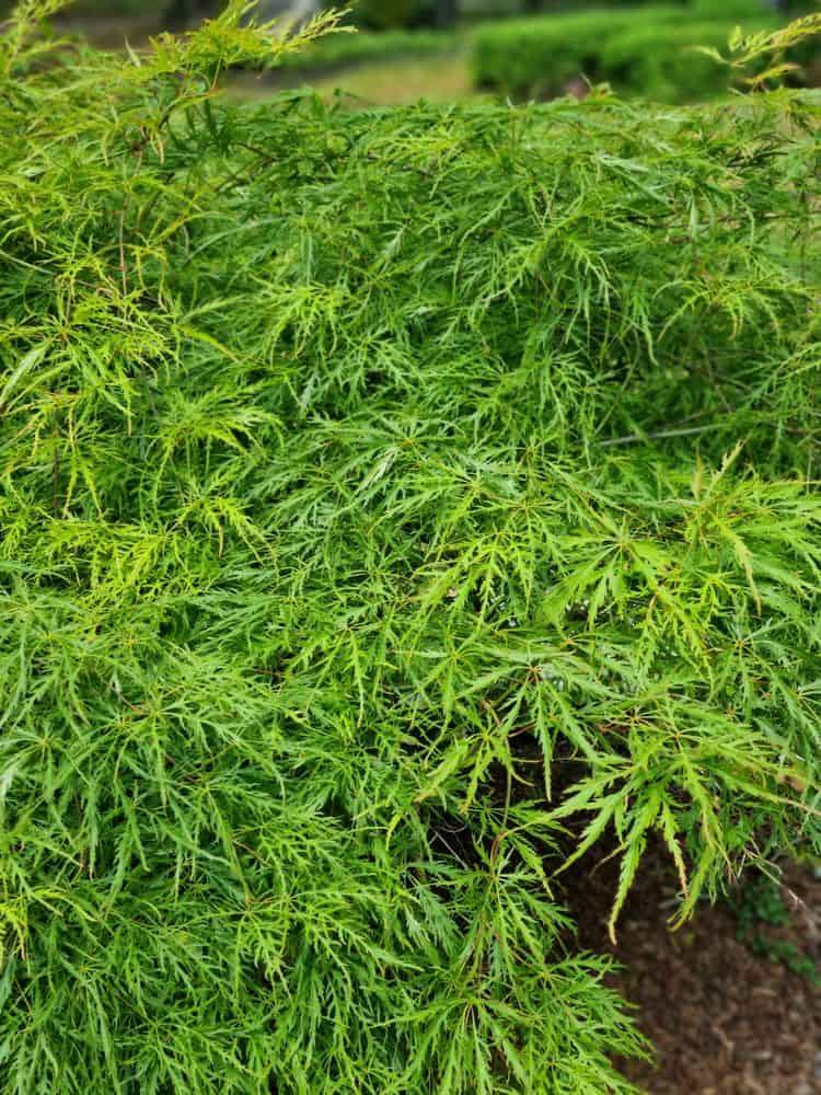 Bild von Japanischer grüner Schlitzahorn 'Dissectum' im Onlineshop von Bohlken Pflanzenversand GbR
