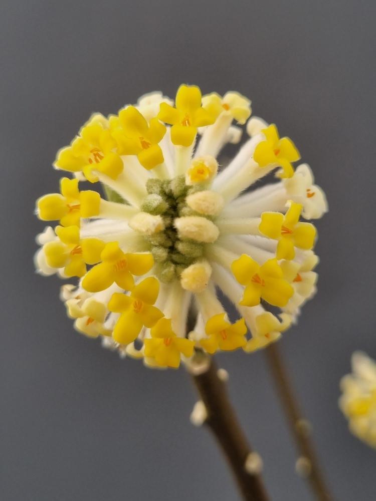 Bild von Japanischer Papierbusch 'Grandiflora' im Onlineshop von Bohlken Pflanzenversand GbR