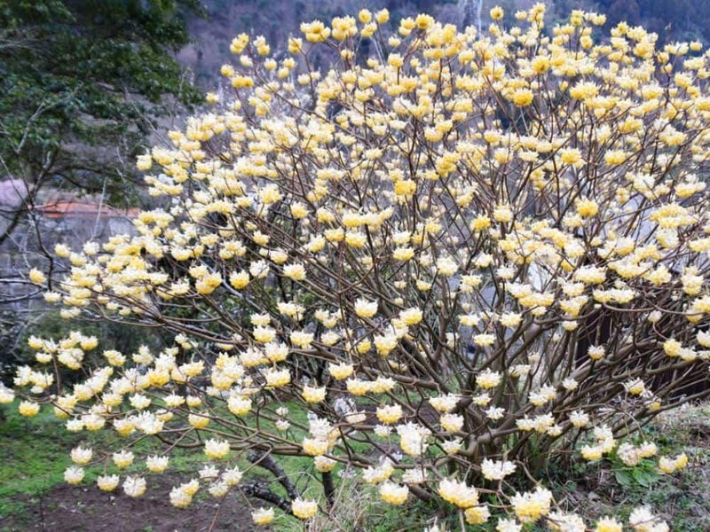 Bild von Japanischer Papierbusch 'Grandiflora' im Onlineshop von Bohlken Pflanzenversand GbR