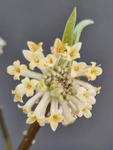Bild von Japanischer Papierbusch 'Winter Liebe' im Onlineshop von Bohlken Pflanzenversand GbR