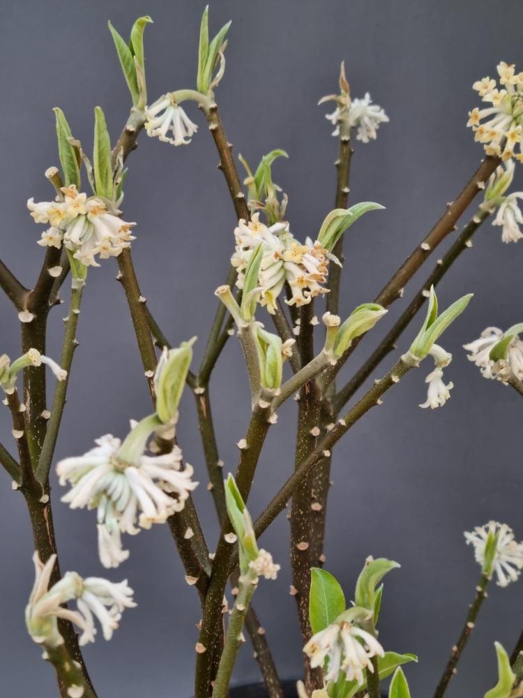 Bild von Japanischer Papierbusch 'Winter Liebe' im Onlineshop von Bohlken Pflanzenversand GbR
