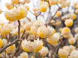 Bild von Japanischer Papierbusch 'Winter Liebe' im Onlineshop von Bohlken Pflanzenversand GbR