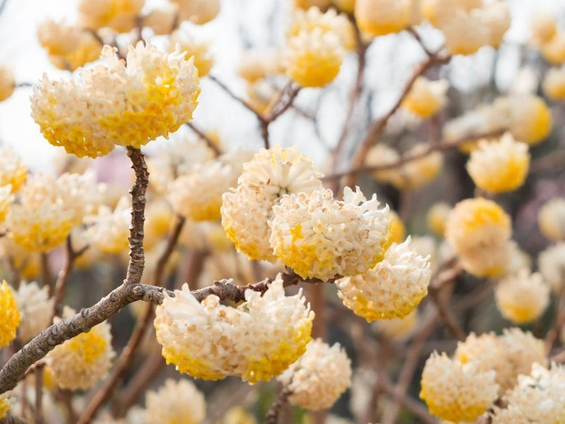 Bild von Japanischer Papierbusch 'Winter Liebe' im Onlineshop von Bohlken Pflanzenversand GbR