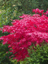 Bild von Japanischer roter Fächerahorn 'Atropurpureum' im Onlineshop von Bohlken Pflanzenversand GbR