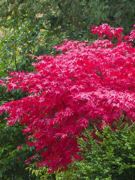 roter kirschlorbeer kaufen Jetzt Japanischer roter Fächerahorn 'Atropurpureum' online kaufen bei  Bohlken Pflanzenversand – Bohlken Pflanzenversand GbR