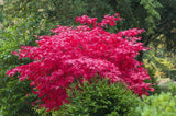 Bild von Japanischer roter Fächerahorn 'Atropurpureum' im Onlineshop von Bohlken Pflanzenversand GbR