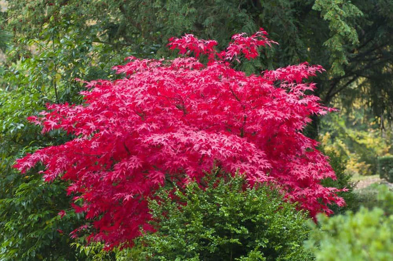 Bild von Japanischer roter Fächerahorn 'Atropurpureum' im Onlineshop von Bohlken Pflanzenversand GbR
