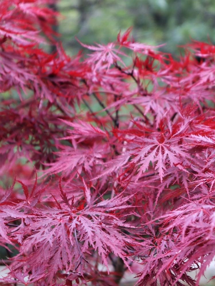 Bild von Japanischer roter Schlitzahorn 'Dissectum Garnet' im Onlineshop von Bohlken Pflanzenversand GbR