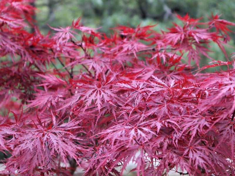 Bild von Japanischer roter Schlitzahorn 'Dissectum Garnet' im Onlineshop von Bohlken Pflanzenversand GbR