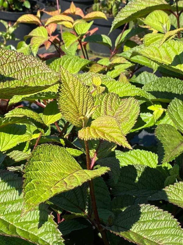 Bild von Japanischer Schneeball 'Rotundifolium' im Onlineshop von Bohlken Pflanzenversand GbR