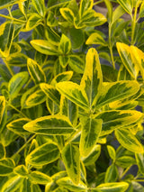 Bild von Japanischer Spindelstrauch 'Aureomarginatus' im Onlineshop von Bohlken Pflanzenversand GbR