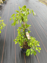 Bild von Japanischer Storaxbaum im Onlineshop von Bohlken Pflanzenversand GbR