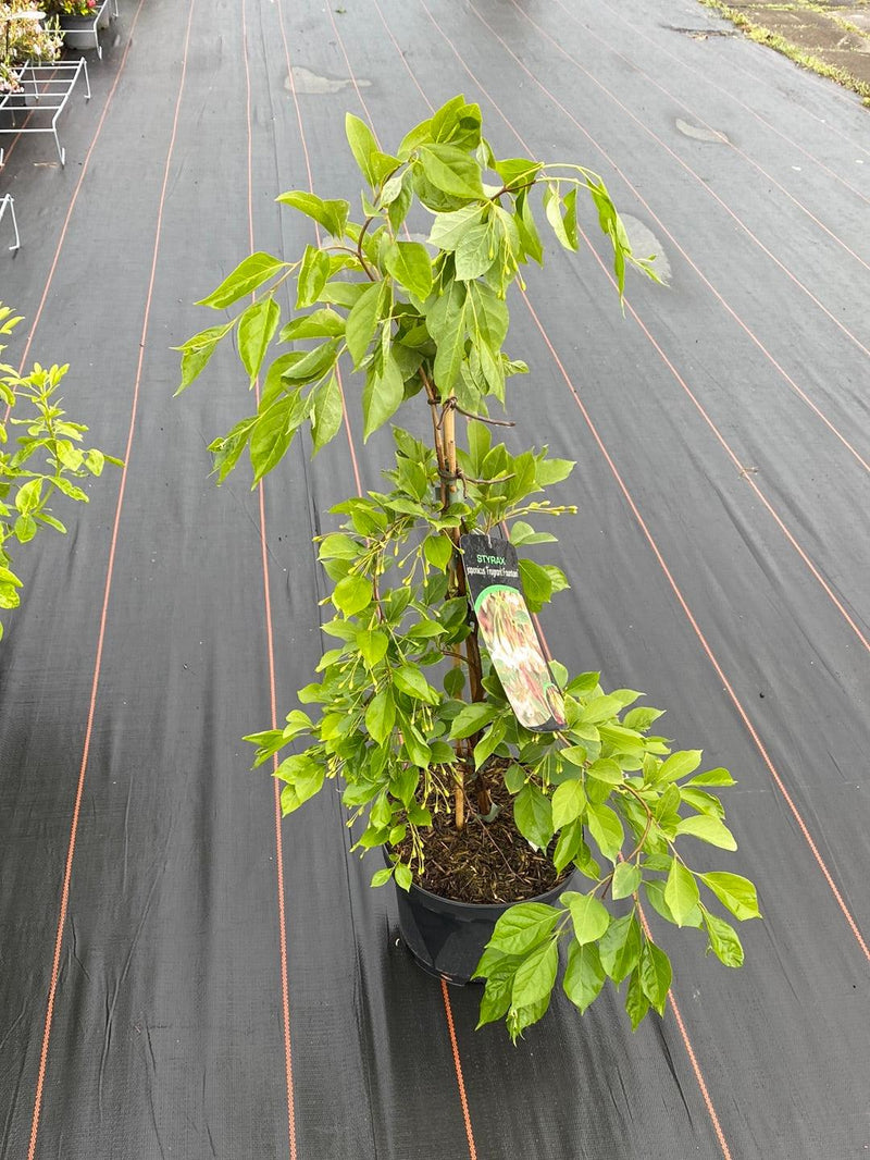 Bild von Japanischer Storaxbaum im Onlineshop von Bohlken Pflanzenversand GbR