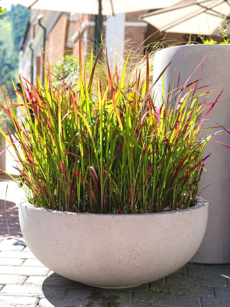 Bild von Japanisches Blutgras 'Red Baron' im Onlineshop von Bohlken Pflanzenversand GbR