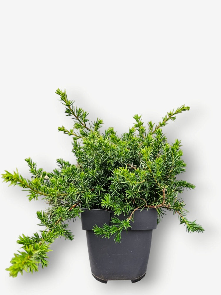 Blauer Sachalin-Kriechwacholder 'Blue Pacific'
