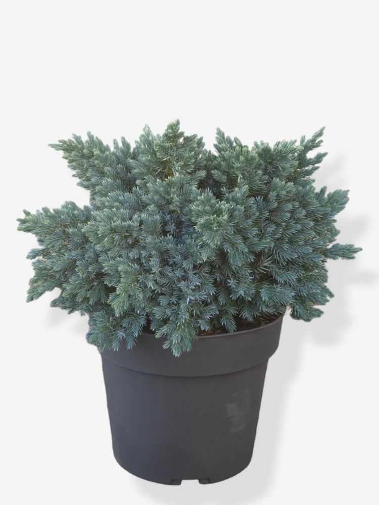 Artikelbild für Blauer Zwerg-Wacholder 'Blue Star' für die Variante 4,6L-Topf 25/30cm Durchmesser im Online-Shop der Bohlken Baumschulen