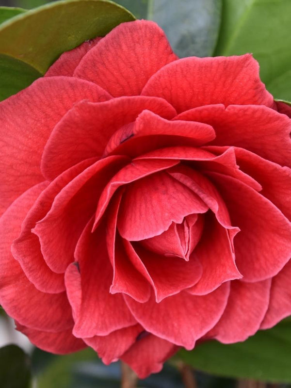 Bild von Kamelie 'Black Lace' im Onlineshop von Bohlken Pflanzenversand GbR