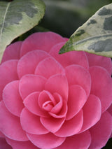 Bild von Kamelie 'Dazzling Pink' im Onlineshop von Bohlken Pflanzenversand GbR