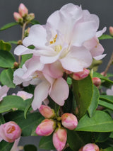 Bild von Kamelie 'Fairy Blush' im Onlineshop von Bohlken Pflanzenversand GbR