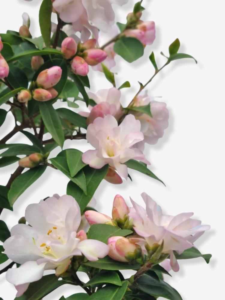Bild von Kamelie 'Fairy Blush' im Onlineshop von Bohlken Pflanzenversand GbR