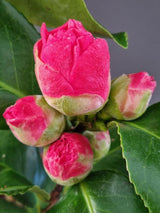 Bild von Kamelie 'Lady Macon' im Onlineshop von Bohlken Pflanzenversand GbR