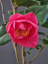 Bild von Kamelie 'Lady Macon' im Onlineshop von Bohlken Pflanzenversand GbR