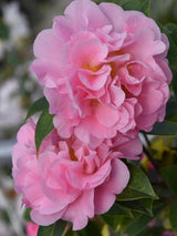 Bild von Kamelie rosa im Onlineshop von Bohlken Pflanzenversand GbR