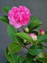 Bild von Kamelie rosa im Onlineshop von Bohlken Pflanzenversand GbR