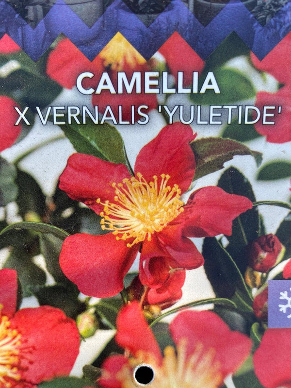 Bild von Kamelie 'Yuletide' im Onlineshop von Bohlken Pflanzenversand GbR