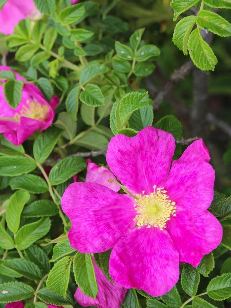 Bild von Kartoffel-Rose, Apfel-Rose im Onlineshop von Bohlken Pflanzenversand GbR