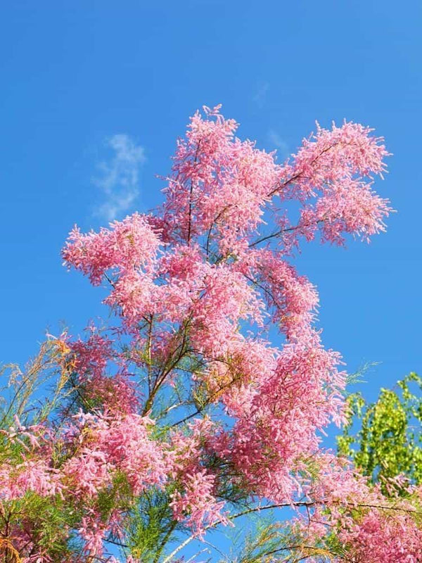 Bild von Kaspische Tamariske 'Pink Cascade' im Onlineshop von Bohlken Pflanzenversand GbR