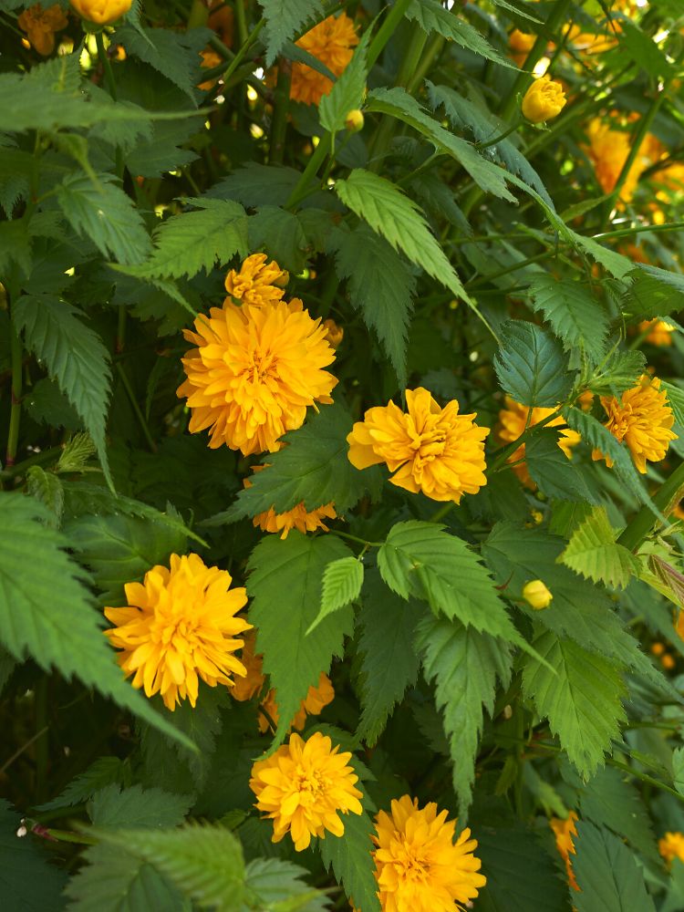Bild für den Artikel Gefüllter Ranunkelstrauch 'Pleniflora' im Online-Shop der Bohlken Baumschulen