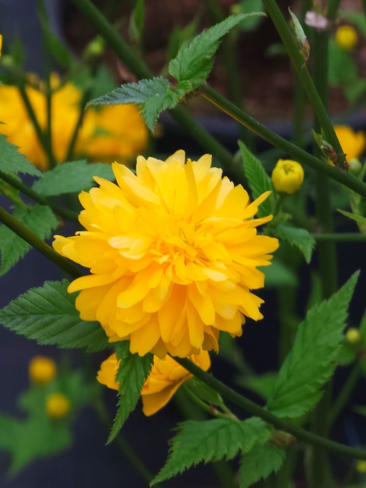 Bild für den Artikel Gefüllter Ranunkelstrauch 'Pleniflora' im Online-Shop der Bohlken Baumschulen