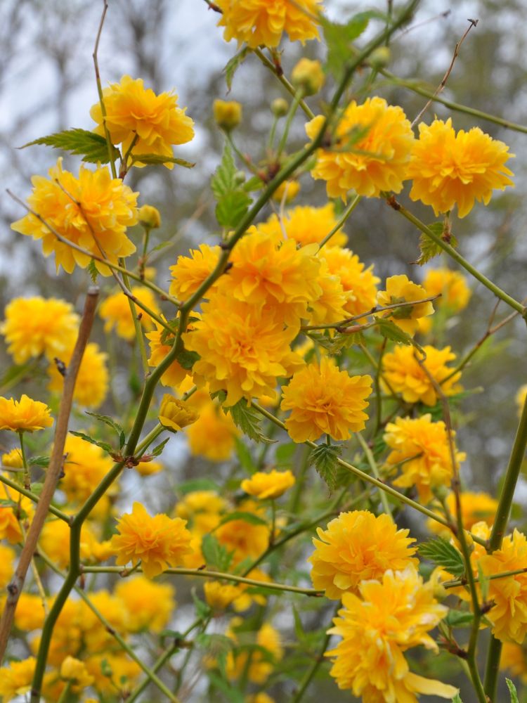 Bild für den Artikel Gefüllter Ranunkelstrauch 'Pleniflora' im Online-Shop der Bohlken Baumschulen