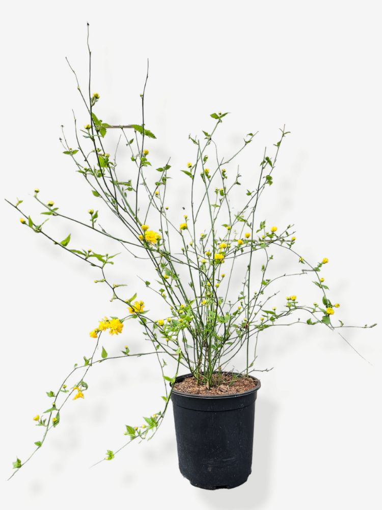 Bild für den Artikel Gefüllter Ranunkelstrauch 'Pleniflora' Variante 60/80 cm im 6l-Topf im Online-Shop der Bohlken Baumschulen