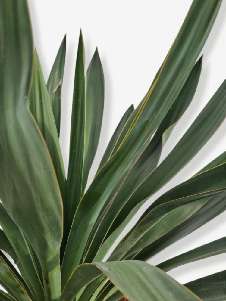 Bild von Kerzen-Palmlilie im Onlineshop von Bohlken Pflanzenversand GbR