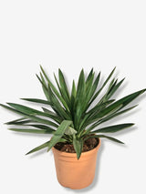 Bild von Kerzen-Palmlilie im Onlineshop von Bohlken Pflanzenversand GbR