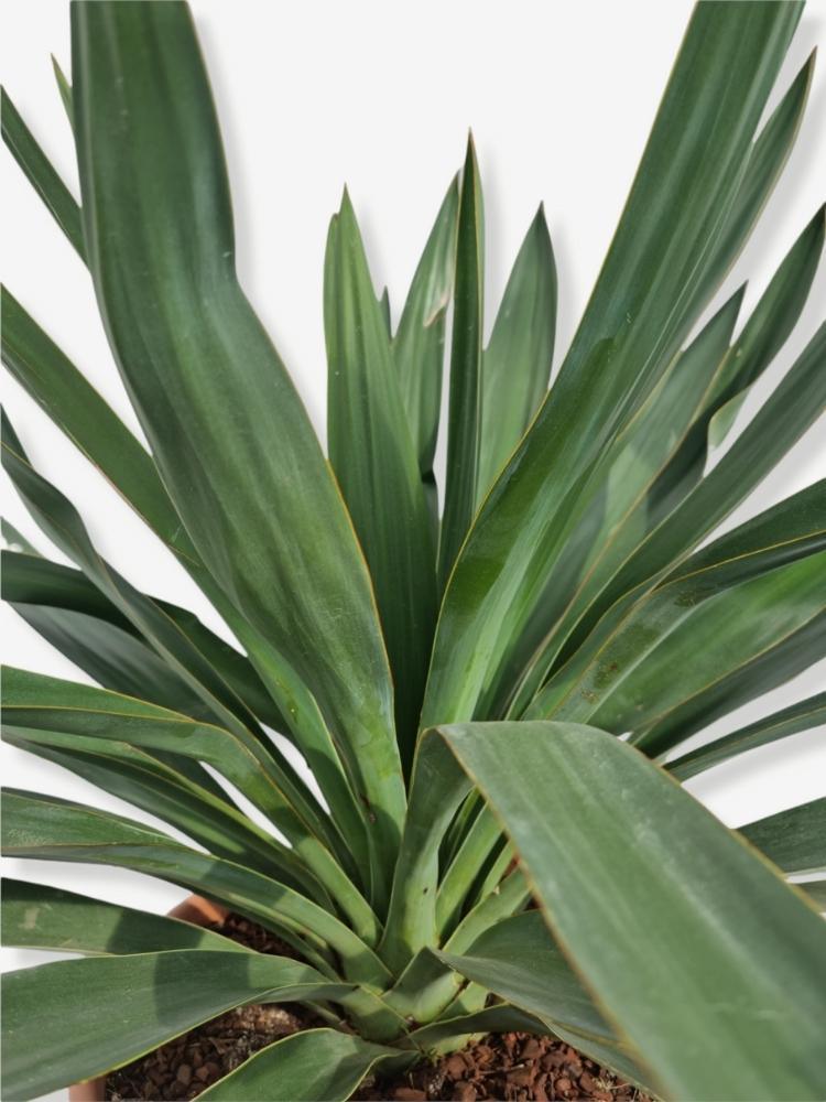 Bild von Kerzen-Palmlilie im Onlineshop von Bohlken Pflanzenversand GbR