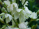 Bild von Kerzen-Palmlilie im Onlineshop von Bohlken Pflanzenversand GbR