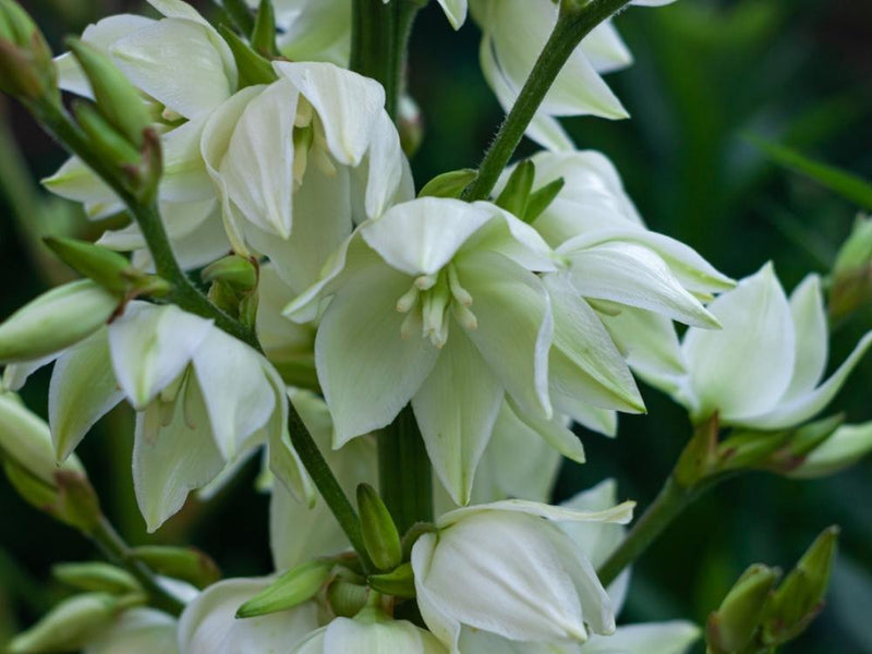 Bild von Kerzen-Palmlilie im Onlineshop von Bohlken Pflanzenversand GbR