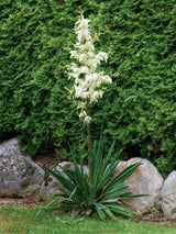 Bild von Kerzen-Palmlilie im Onlineshop von Bohlken Pflanzenversand GbR