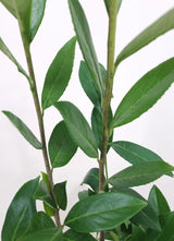 Bild von Kirschlorbeer 'Caucasica' im Onlineshop von Bohlken Pflanzenversand GbR