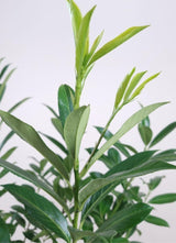 Bild von Kirschlorbeer 'Caucasica' im Onlineshop von Bohlken Pflanzenversand GbR