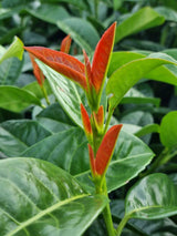 Bild von Kirschlorbeer 'Copperbell'® im Onlineshop von Bohlken Pflanzenversand GbR