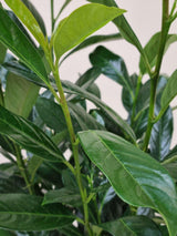 Bild von Kirschlorbeer 'Elly'® im Onlineshop von Bohlken Pflanzenversand GbR