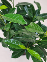 Bild von Kirschlorbeer 'Elly'® im Onlineshop von Bohlken Pflanzenversand GbR