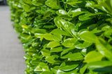 Bild von Kirschlorbeer 'Etna' ® im Onlineshop von Bohlken Pflanzenversand GbR