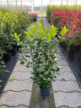 Bild von Kirschlorbeer 'Etna' ® im Onlineshop von Bohlken Pflanzenversand GbR