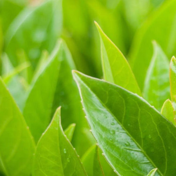 Jetzt Kirschlorbeer 'Greentorch' ® online kaufen bei Bohlken  Pflanzenversand – Bohlken Pflanzenversand GbR