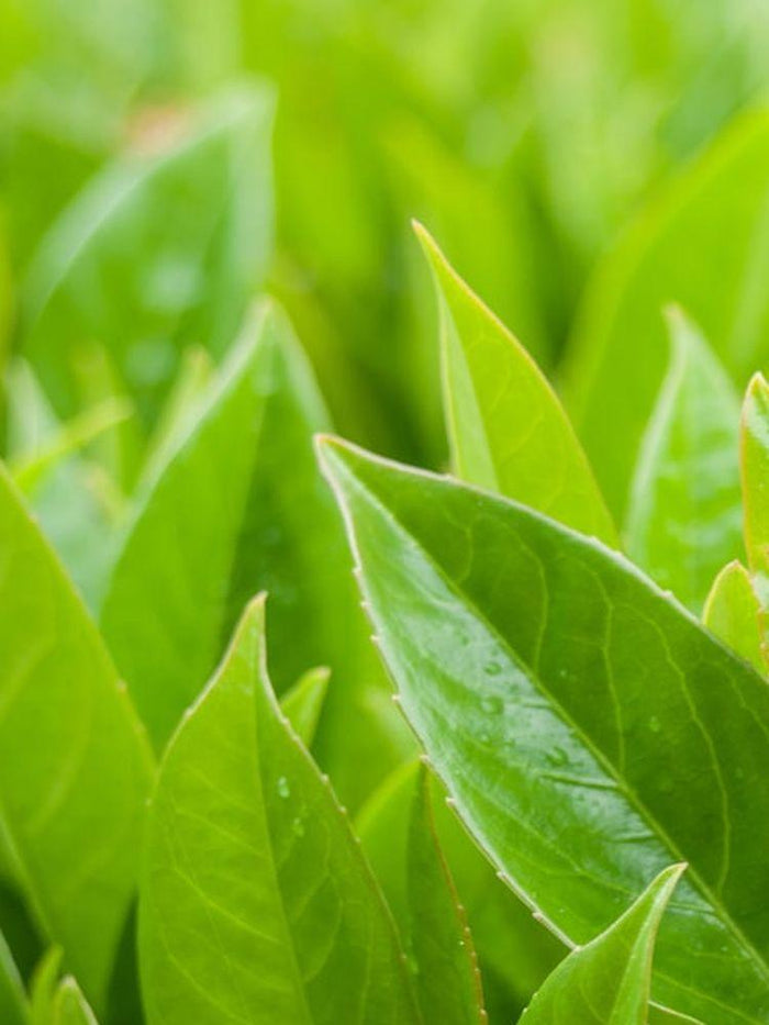 Jetzt Kirschlorbeer 'Greentorch' ® online kaufen bei Bohlken  Pflanzenversand – Bohlken Pflanzenversand GbR